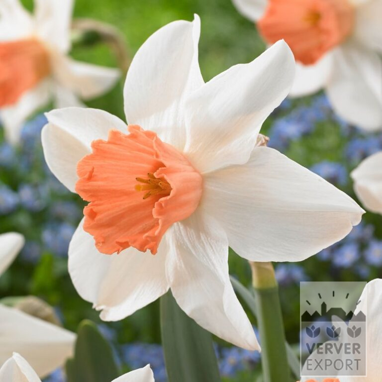 Narcissus 'Accent' (15548)
