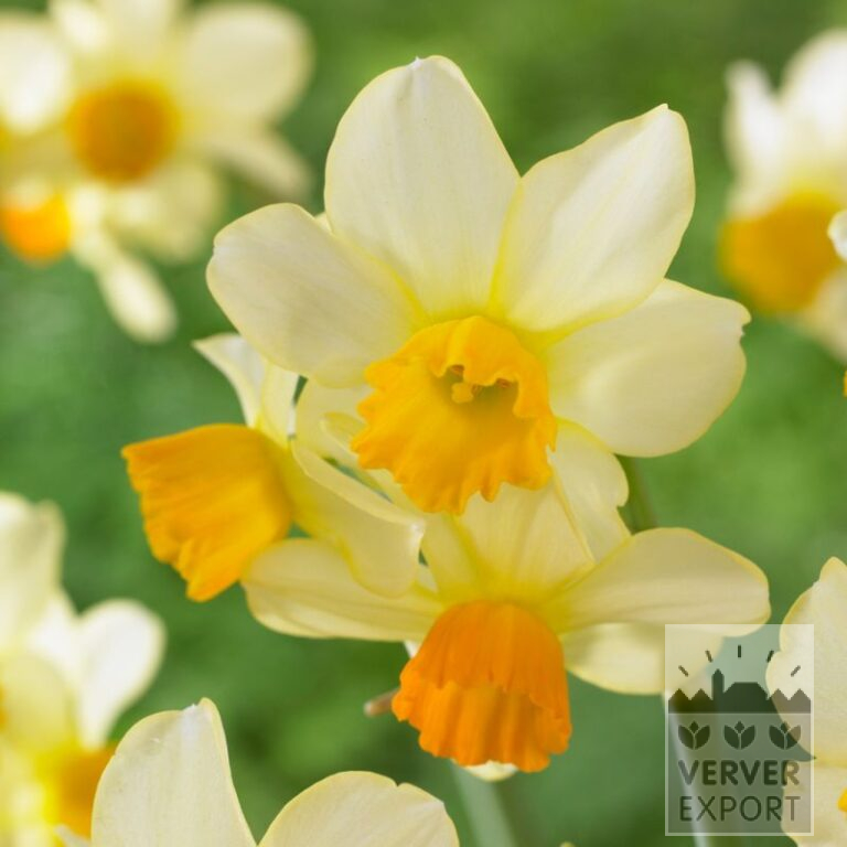 Narcissus 'Eaton Song' (15549)