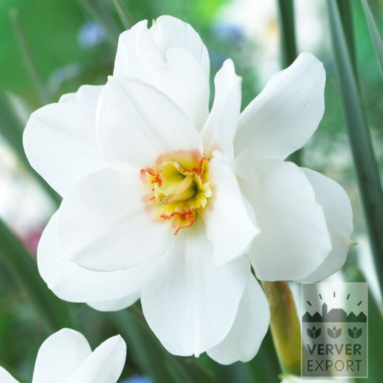 Narcissus 'Double White Actaea' (15552)
