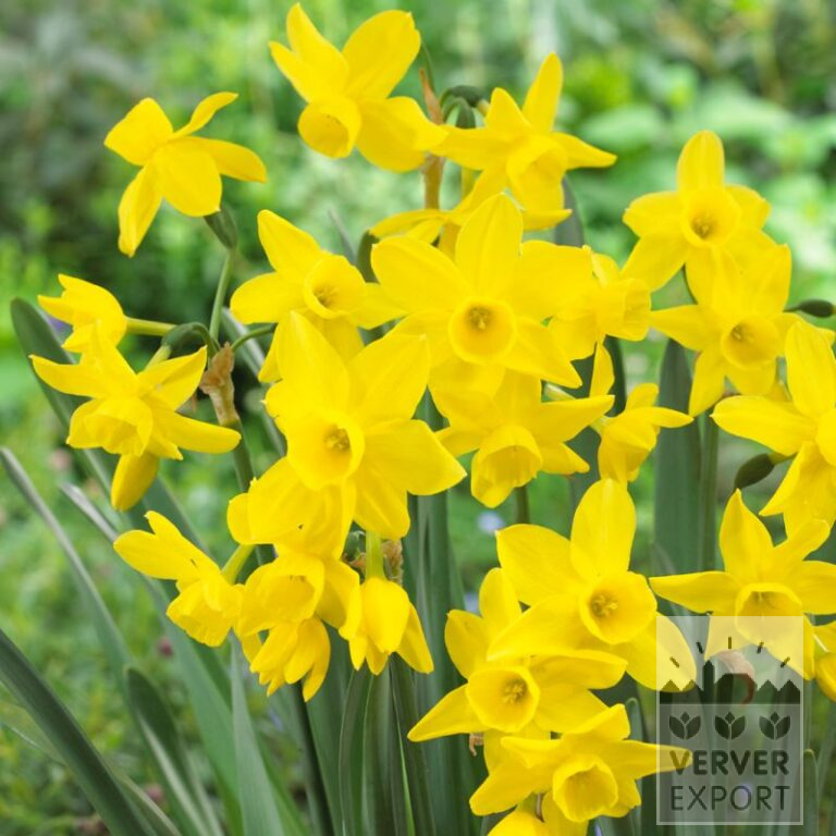 Narcissus 'Sunlight Sensation' (15559)