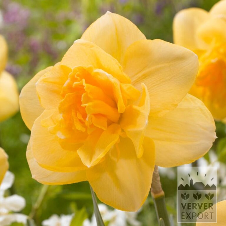 Narcissus 'Orange Juice' (15560)