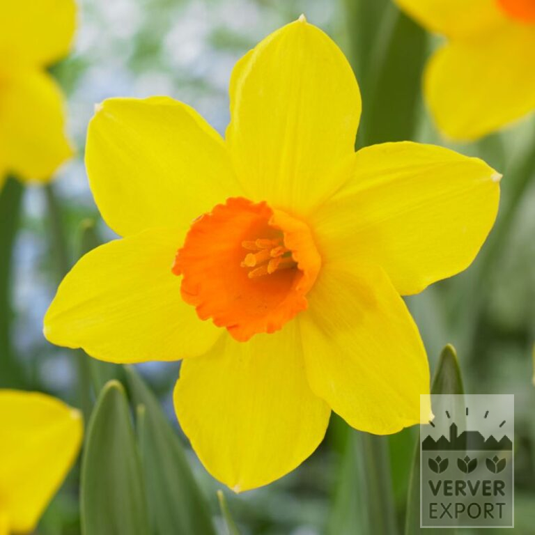 Narcissus 'Brackenhurst' (15712)