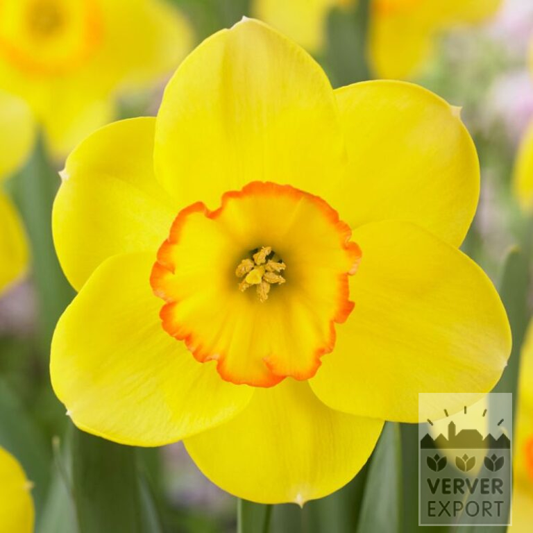 Narcissus 'Pacific Rim' (15724)