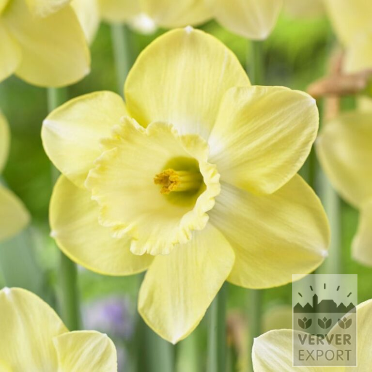 Narcissus 'Cairngorm' (15735)