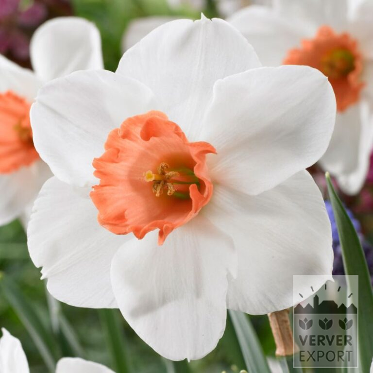 Narcissus 'Early Cool Flame' (15736)