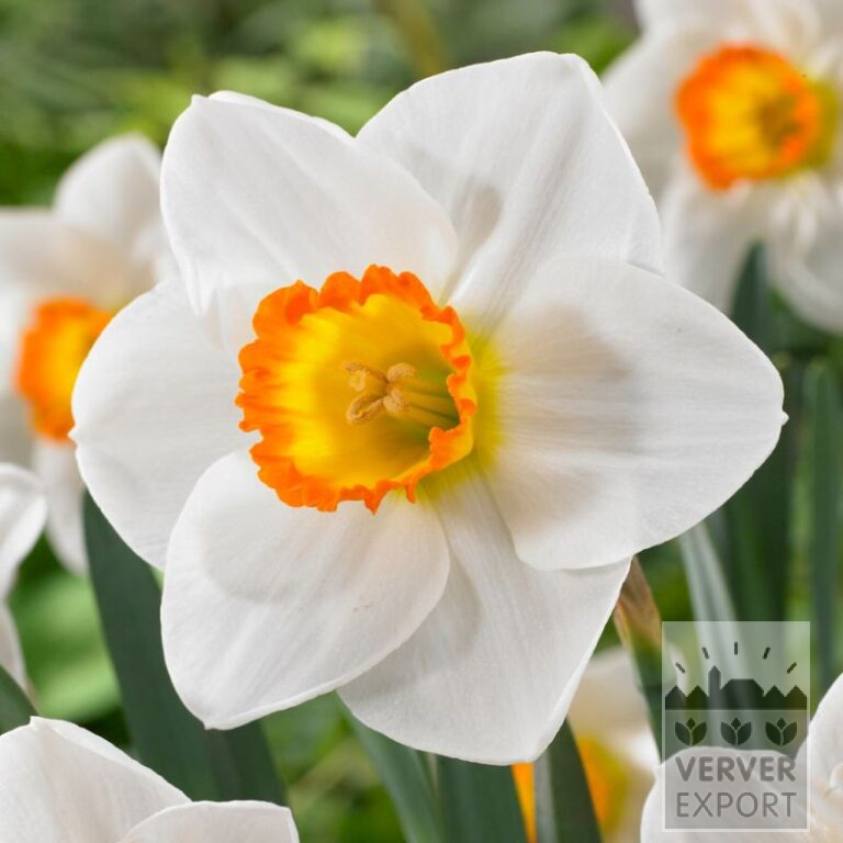 Narcissus 'Clockface' (15737)