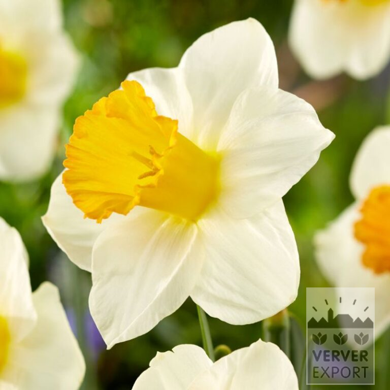 Narcissus 'Orange Sunset' (15741)