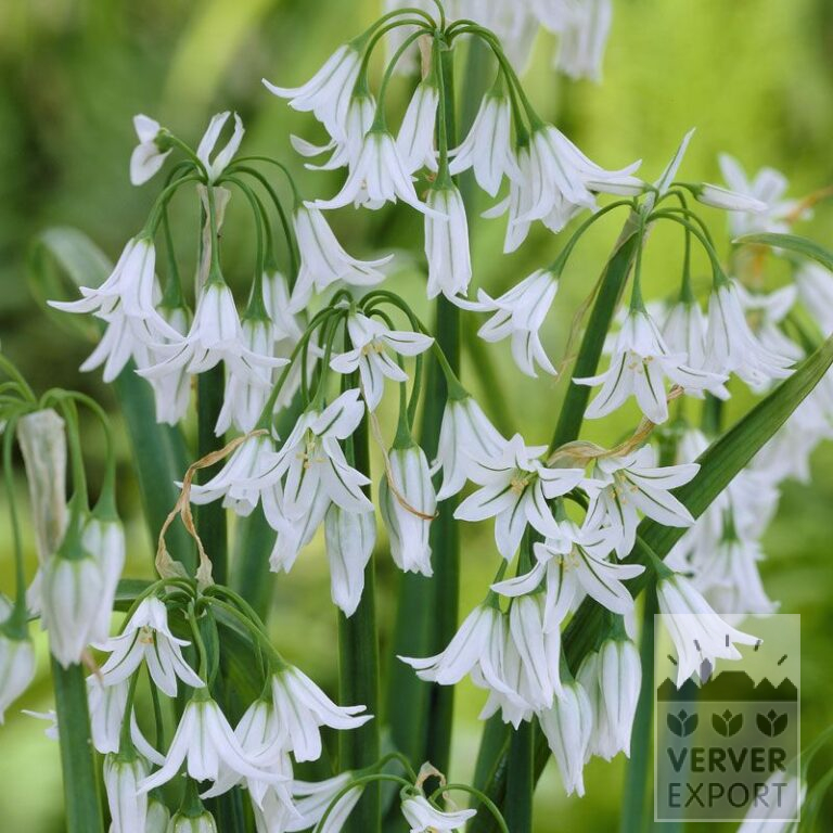 Allium triquetrum (16014)