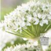 Allium nigrum (16023)