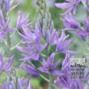 Camassia leichtlinii 'Caerulea' (16028)
