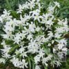 Chionodoxa luciliae 'Alba' (16031)