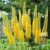 Eremurus bungei (16040)