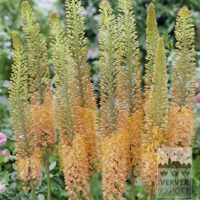 Eremurus ruyter 'Cleopatra' (16043)