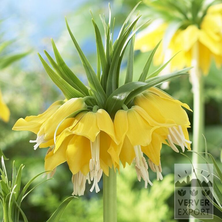 Fritillaria imperialis 'Lutea' (16053)