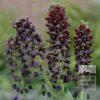 Fritillaria persica (16055)