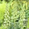Fritillaria 'Ivory Bells' (16057)