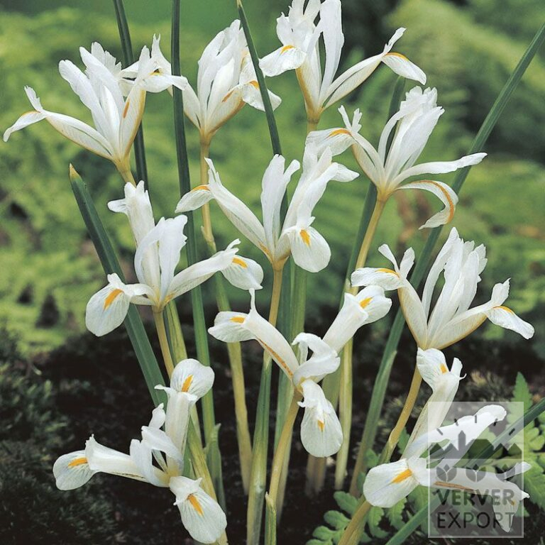 Botanical Iris reticulata 'Natasha' (16076)