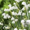 Leucojum 'Gravetye Giant' (16078)