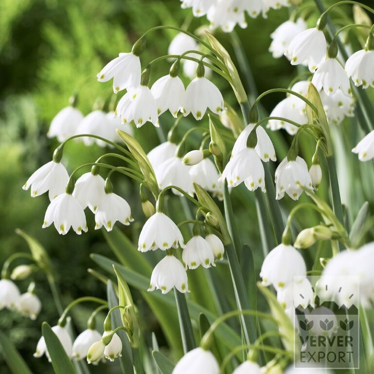 Leucojum 'Gravetye Giant' (16078)