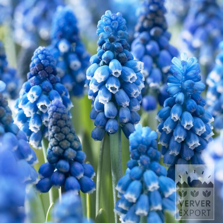 Muscari armeniacum 'Dark Eyes' (16081)