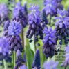 Muscari latifolium (16086)