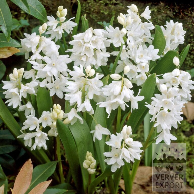 Puschkinia libanotica 'Alba' (16094)