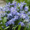 Scilla siberica (16103)