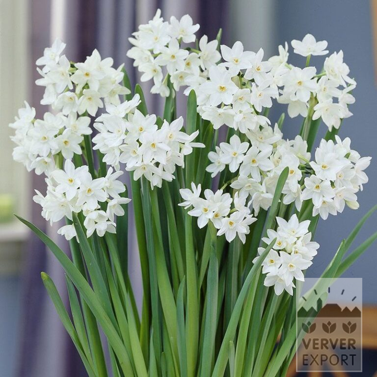 Narcissus paperwhites 'Ziva' (16108)