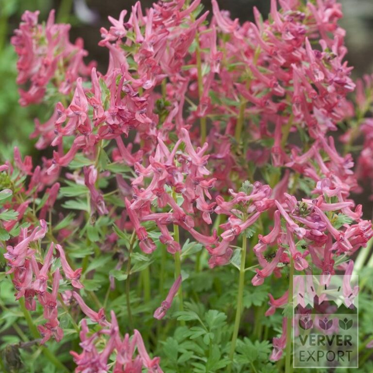 Corydalis decipiens (16156)