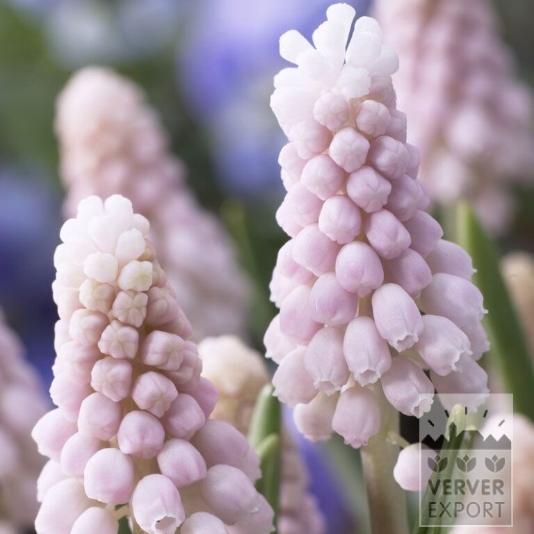Muscari 'Pink Sunrise' (16172)