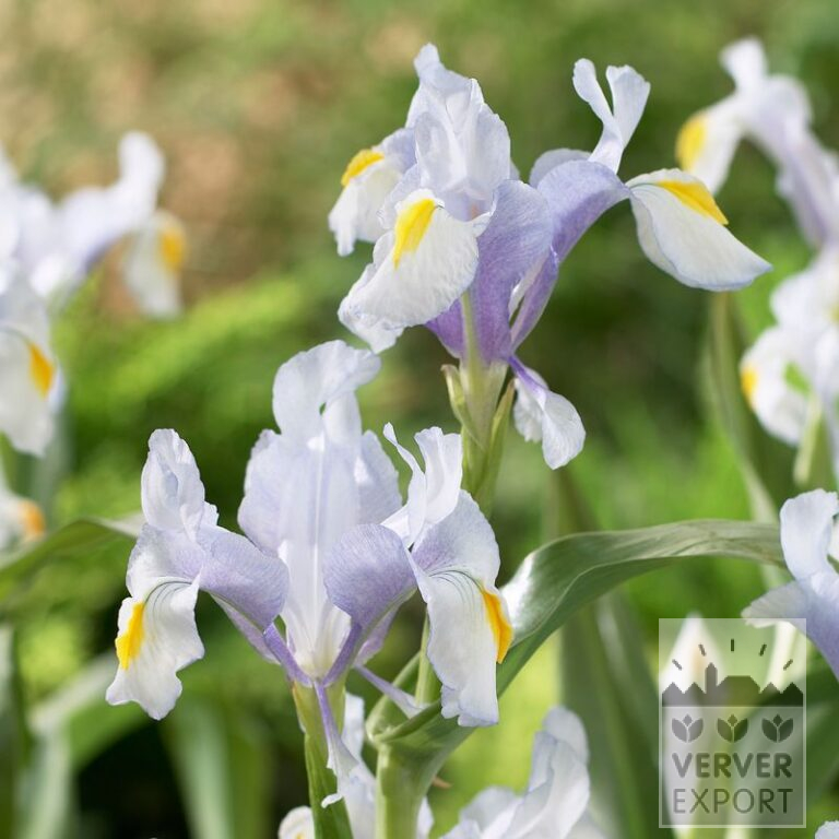 Botanical Iris magnifica (16193)