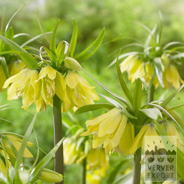 Fritillaria 'Early Passion' (16199)