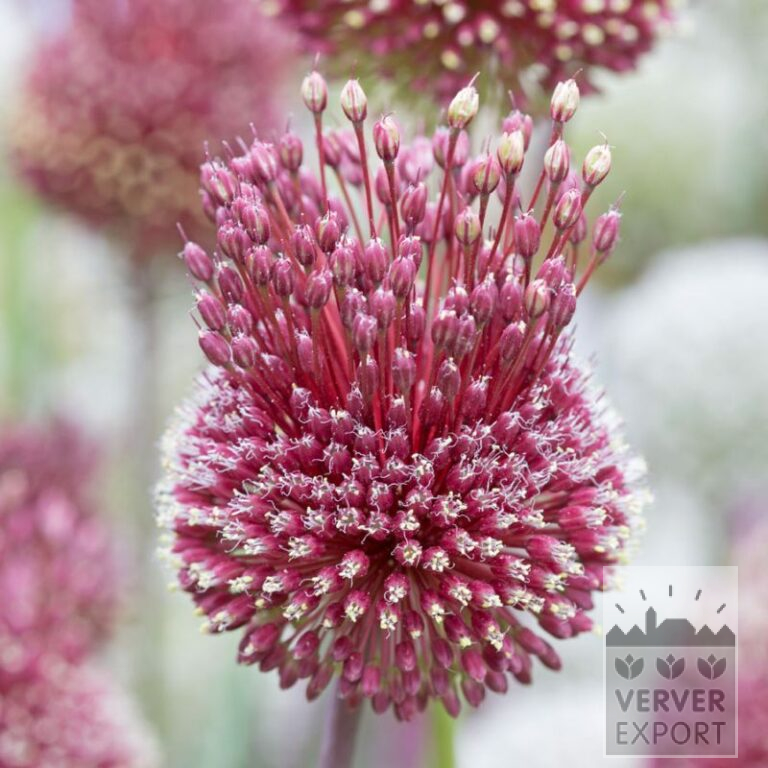 Allium amethystinum 'Red Mohican' (16216)