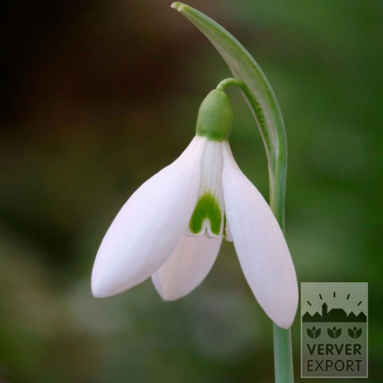 Galanthus nivalis 'Atkinsii' (16220)