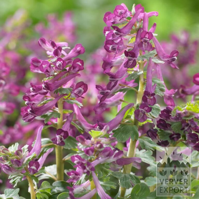 Corydalis solida 'Purple Bird' (16227)