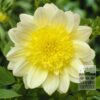 Dahlia 'Paso Doble' (22016)