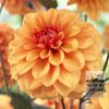 Dahlia 'David Howard' (22071)