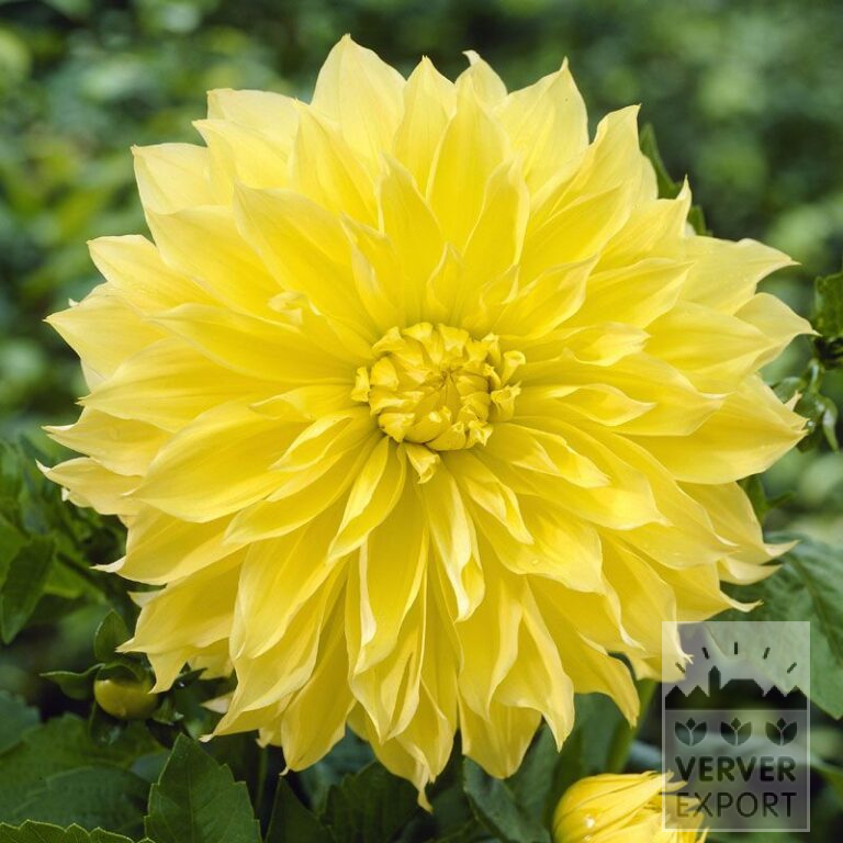 Dahlia 'Kelvin Floodlight' (22082)