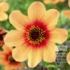 Dahlia 'Date' (22169)