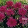 Dahlia 'Blue Record' (22176)