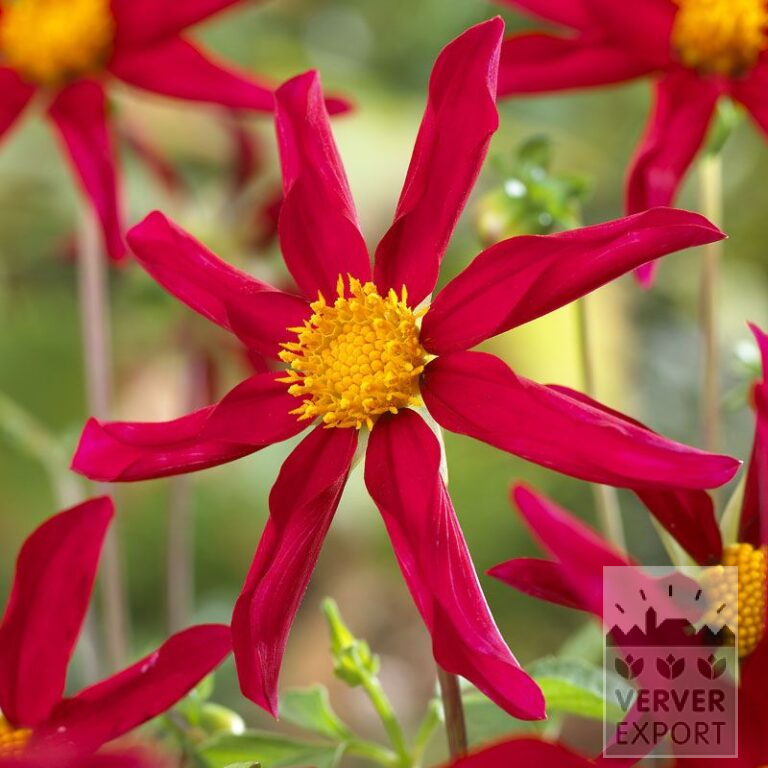 Dahlia Honka Red (22199)