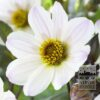 Dahlia 'Bishop of Dover' (22211)