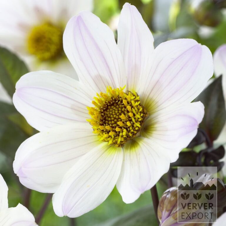 Dahlia 'Bishop of Dover' (22211)