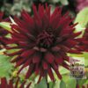 Dahlia 'Chat Noir' (22218)