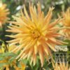 Dahlia 'Gold Crown' (22219)