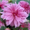 Dahlia 'Babylon Rose' (22229)