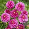 Dahlia 'Nashville' (22257)
