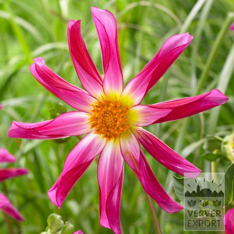 Dahlia Honka Pink (22264)