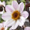 Dahlia 'Princess' (22270)