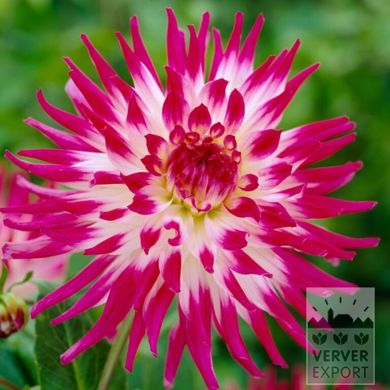 Dahlia Precultivated 'Dutch Explosion' (30020)